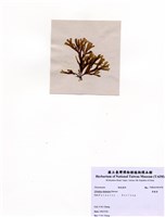 藏品(厚緣藻)的圖片